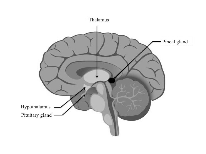 Pineal gland