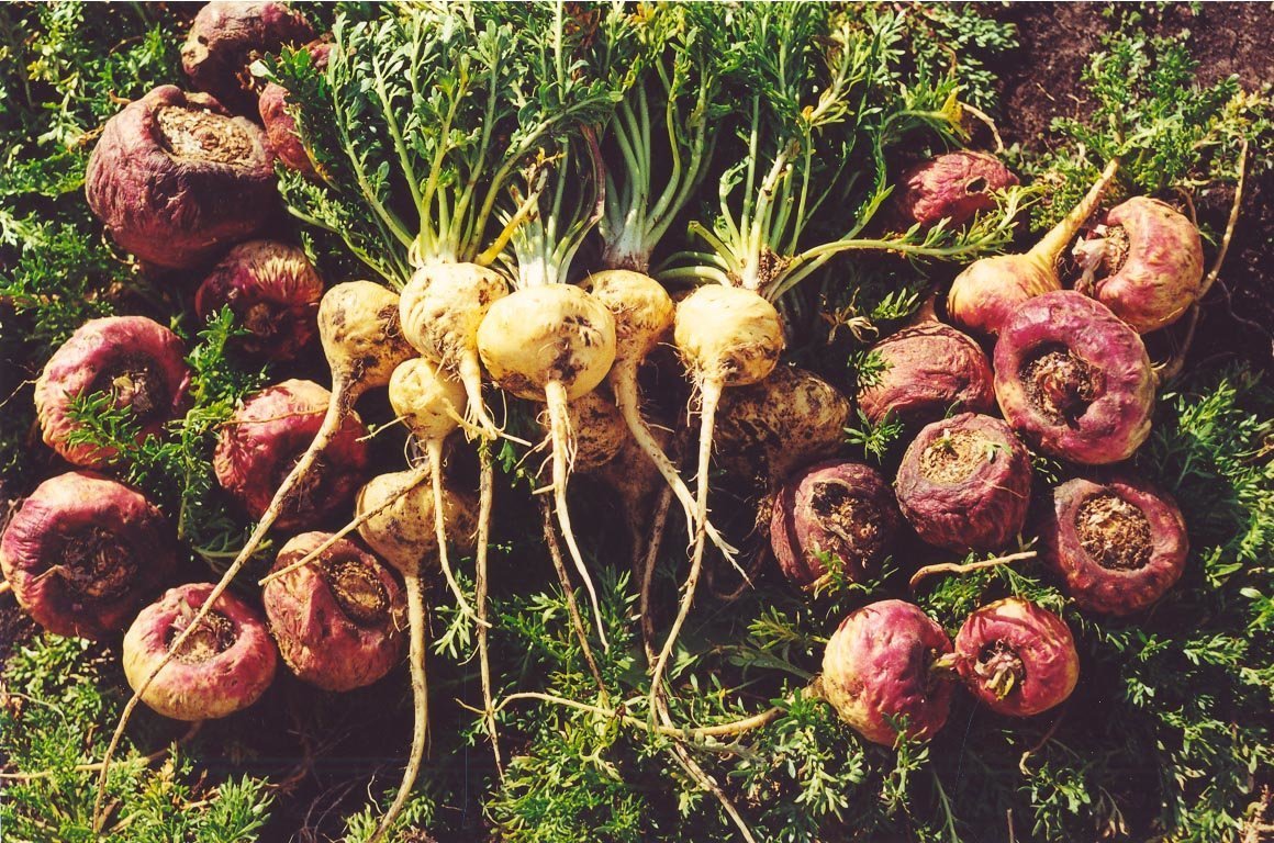 Black Maca: The Powerful Powder of Peru