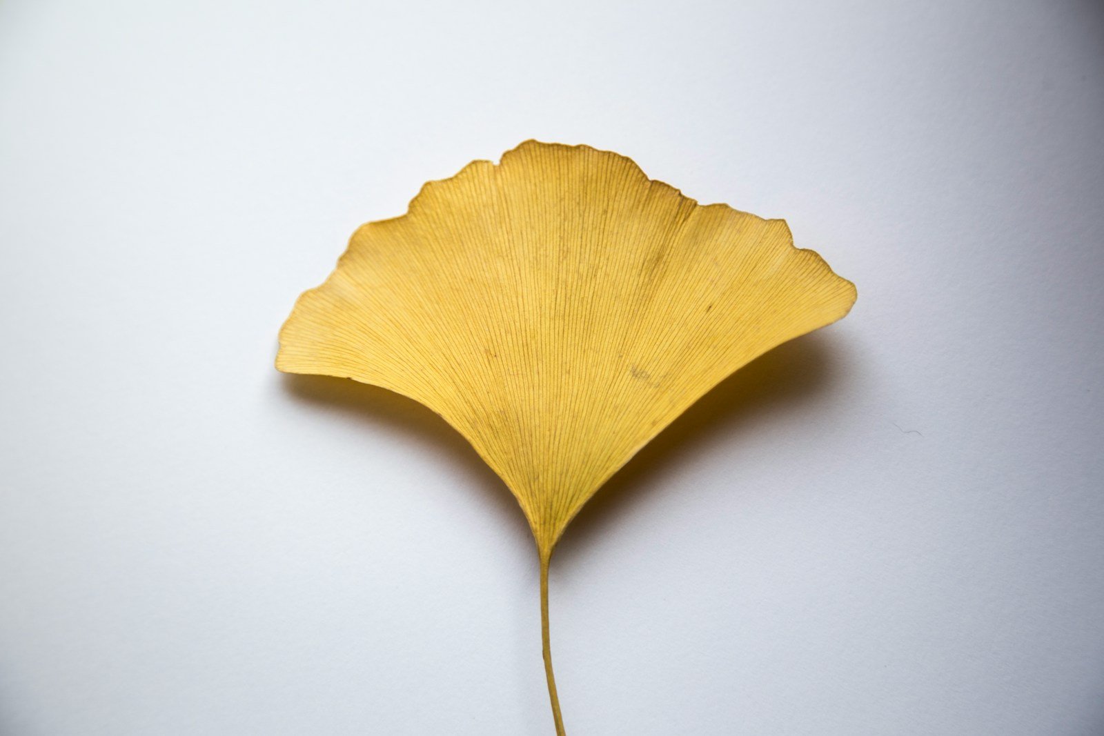 Ginkgo Biloba Leaf