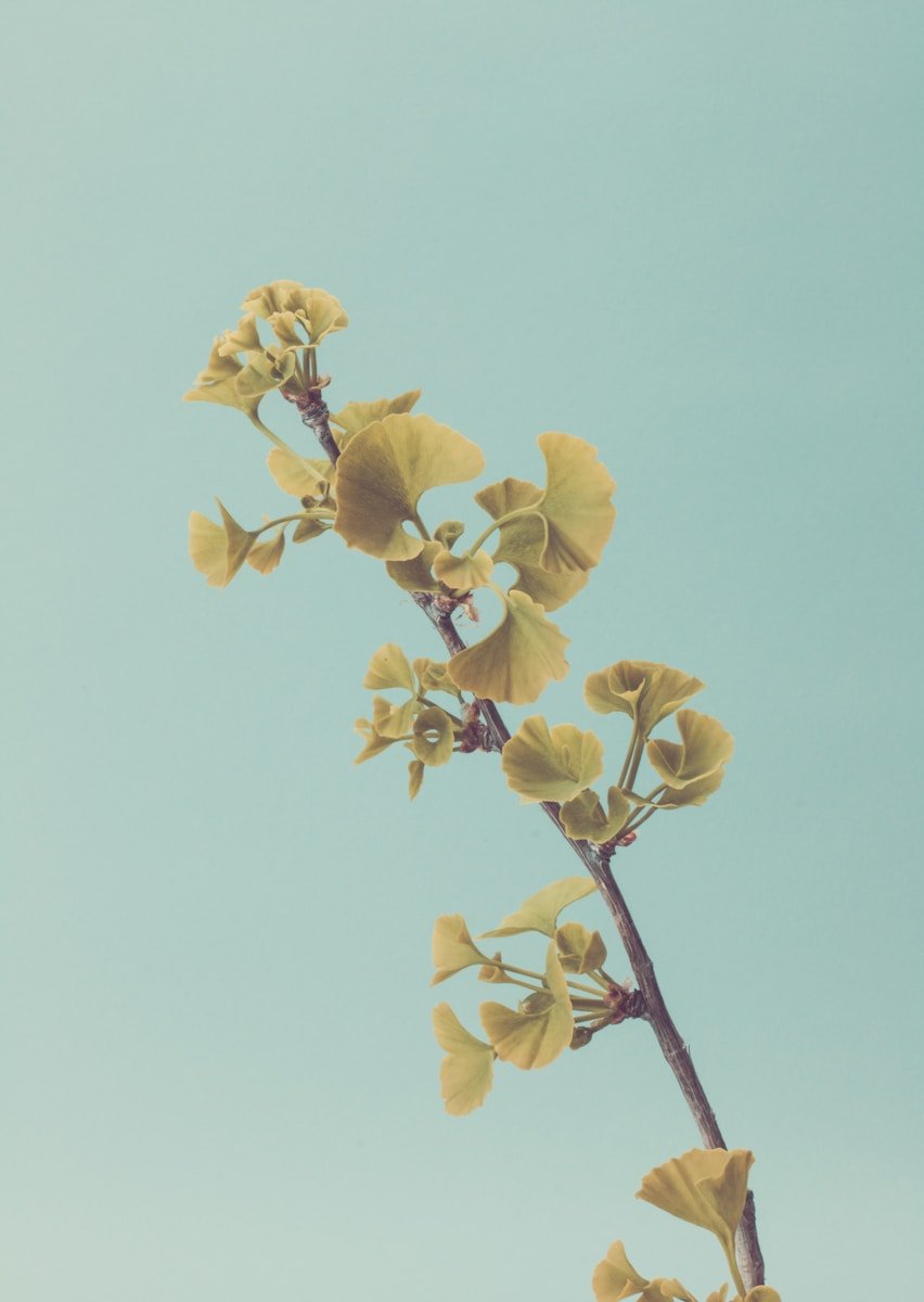 green leafed plant